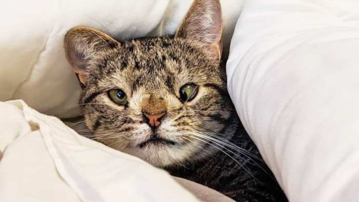 Sintomas de sindrome de down en gatos 