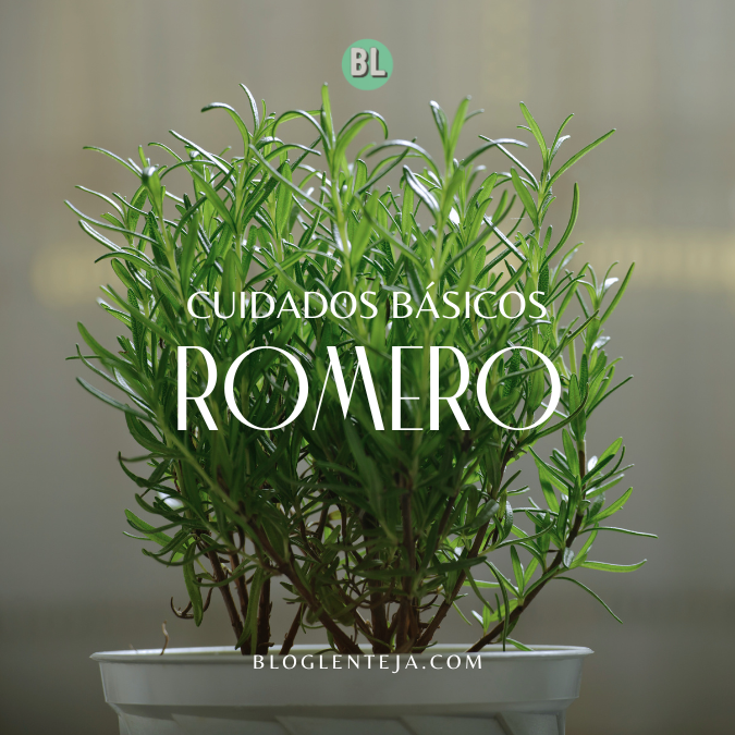 Cuidados Básicos: Romero