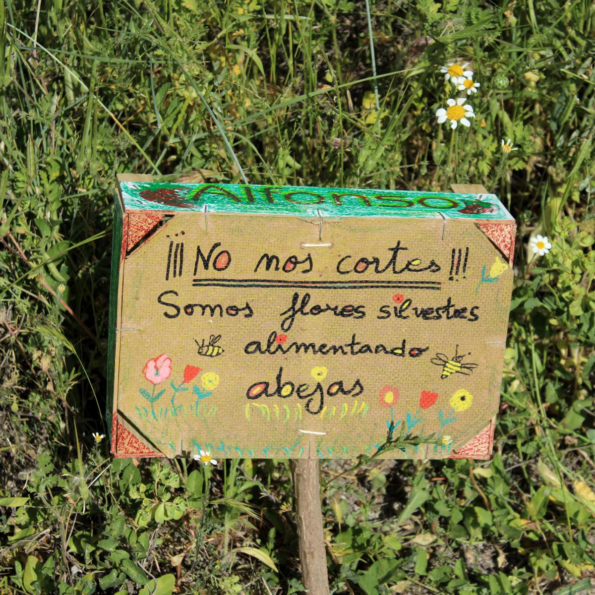 Vista de cartel hecho en caja de fresas. En el cartel pone "No nos cortes, somos flores silvestres y estamos alimentando abejas". 