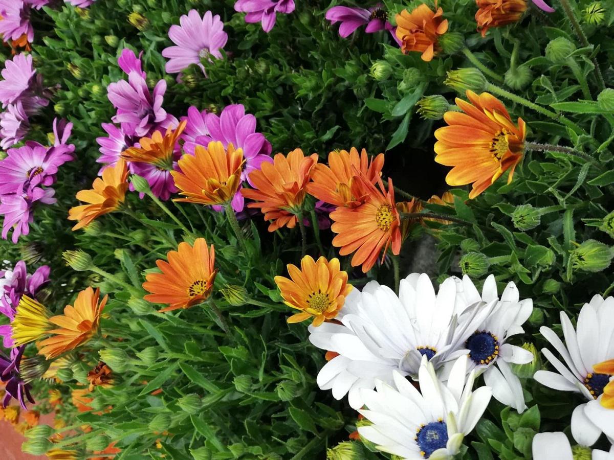 margarita-africana-colores-varios