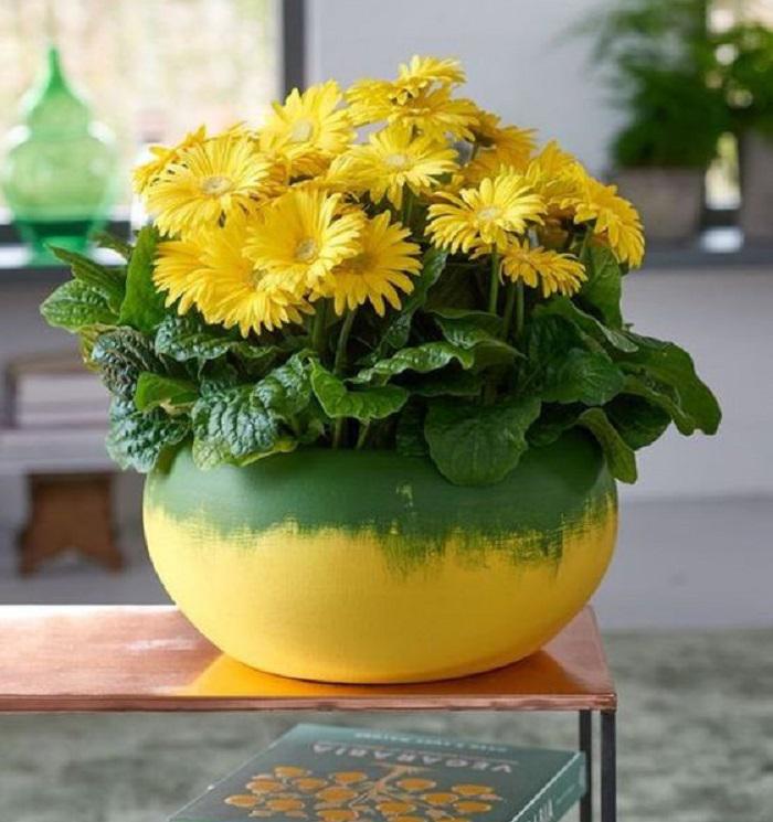 margarita-africana-en-jarron