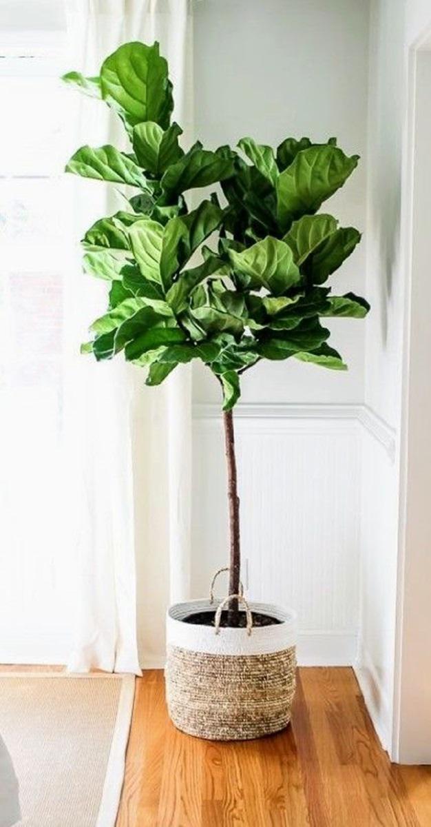 Árboles de interior para decorar tu hogar 3