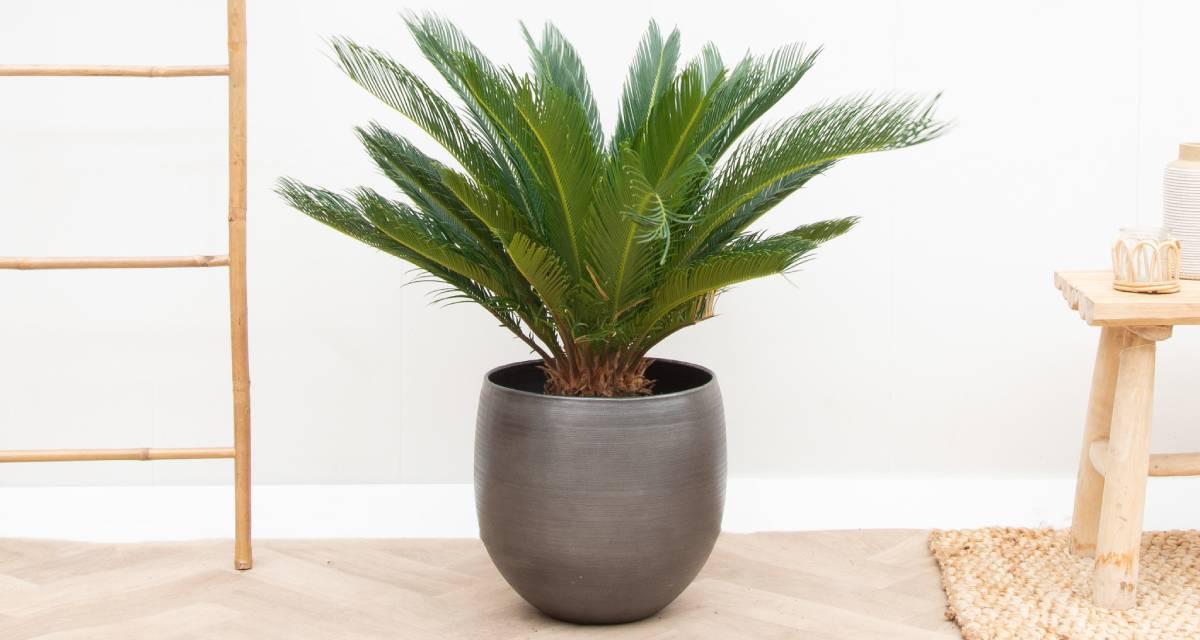 Planta maceta Cycas revoluta