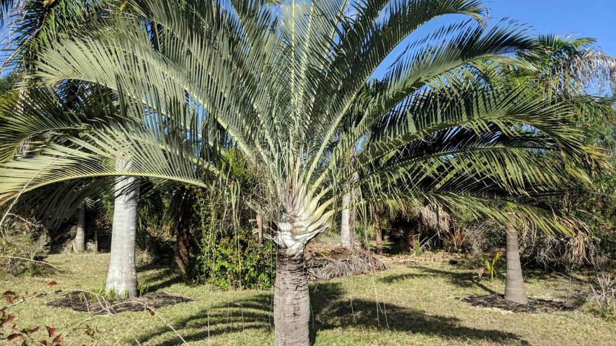 Palmera Pigmea Dypsis decaryi