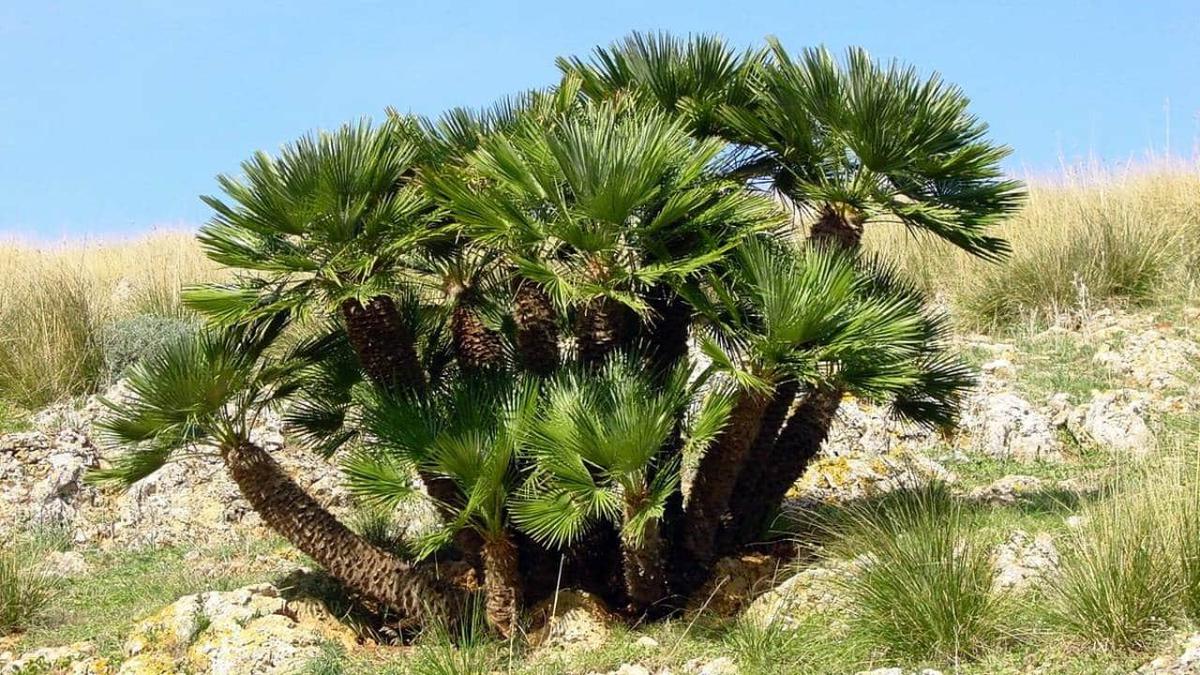 Palmito Chamaerops humilis