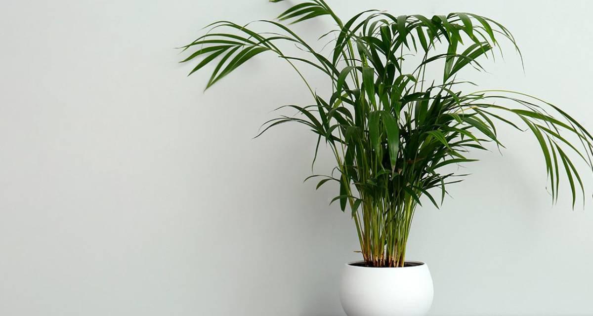 Palmera Kentia Howea forsteriana