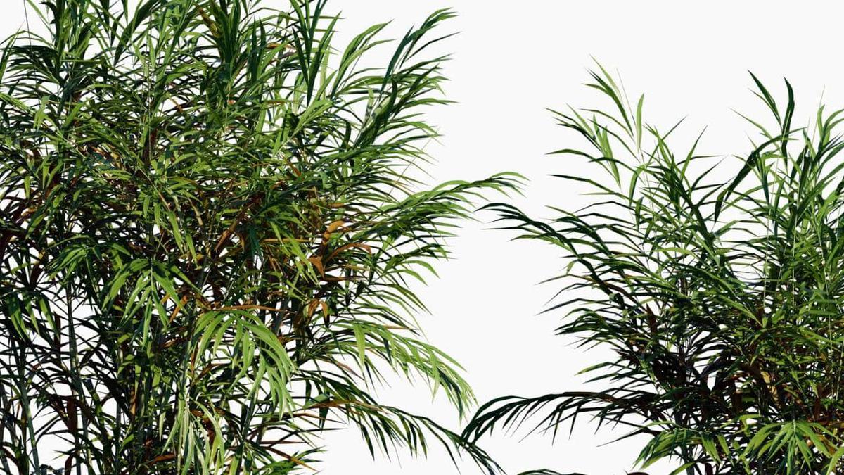 Palmera Bambu Chamaedorea seifrizii