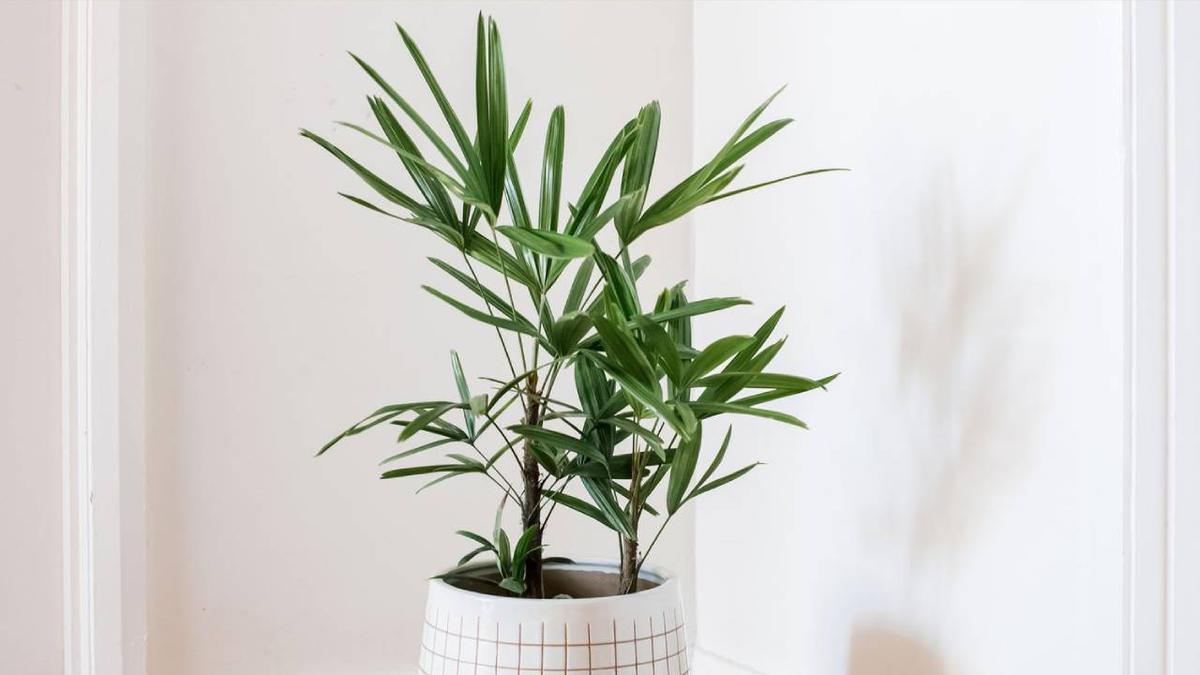 Palmera de Kerpis Rhapis excelsa