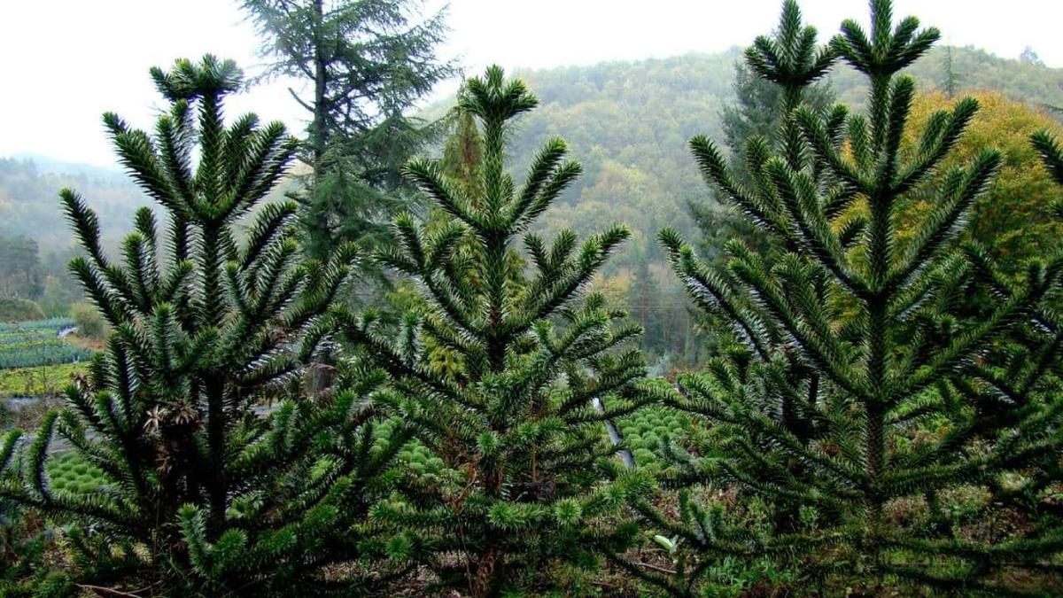 Araucaria pino araucano