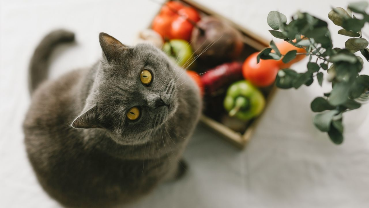 Que verduran comen los gatos