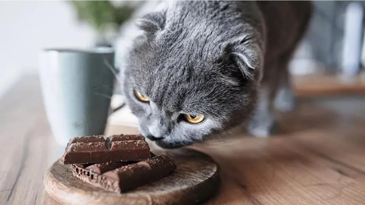 Comida prohibida para gatos