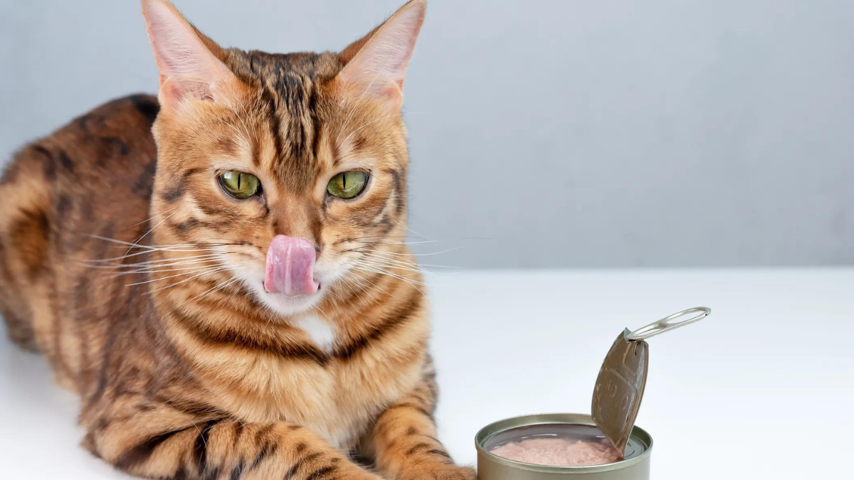 Alimentos aptos para gatos