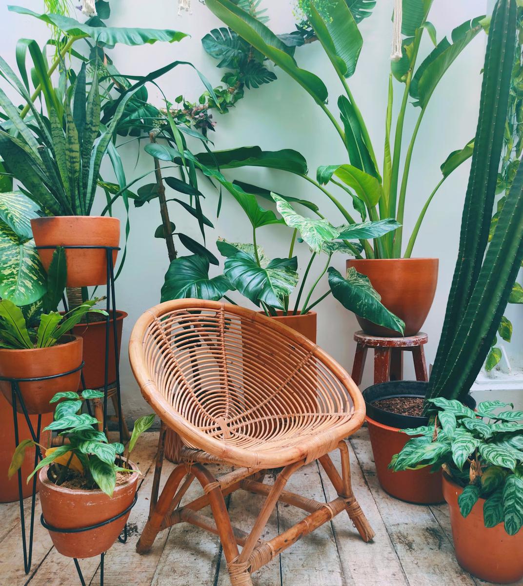 biofilia extrema decoracion