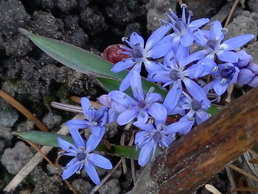 Scilla-bifolia-flores