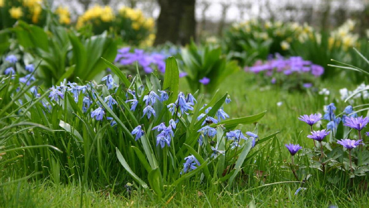 Scilla-bifolia-con-vegetacion-en-el-jardin