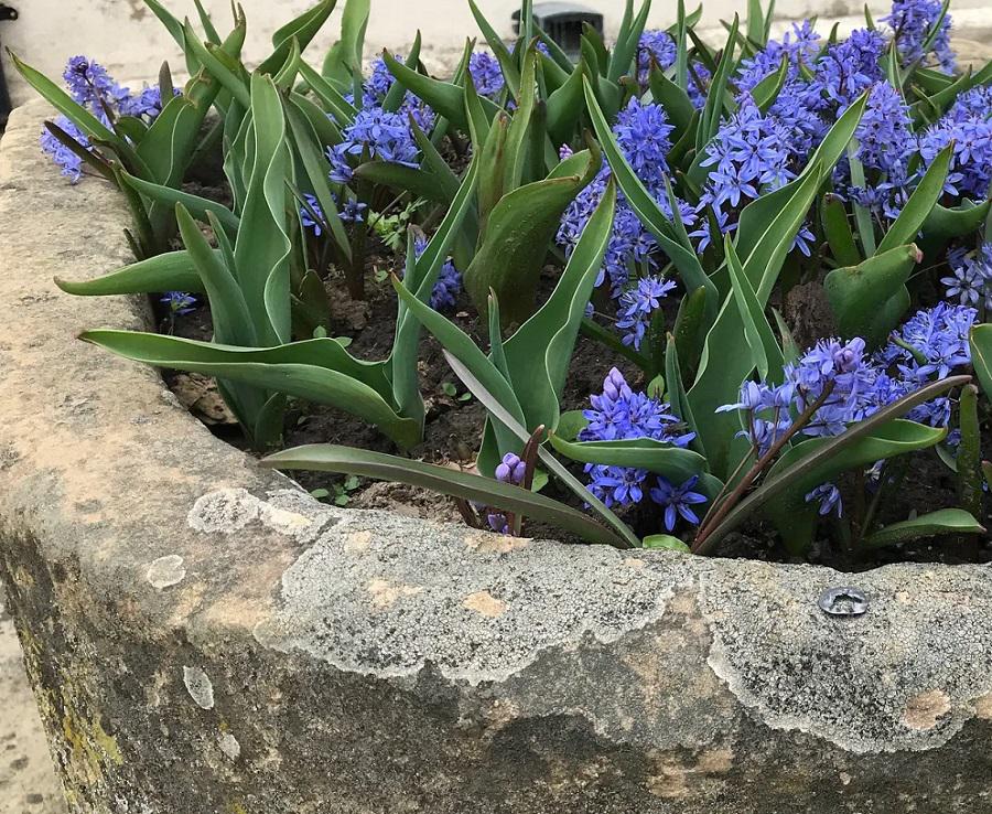 Scilla-bifolia-decorar-jardin