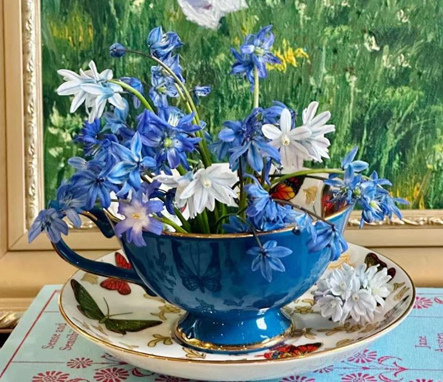 Scilla-bifolia-decorar-el-hogar