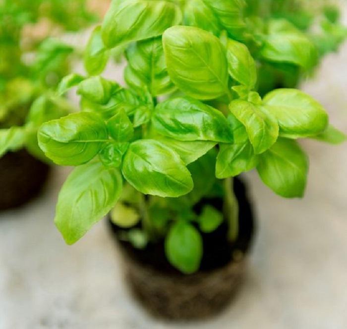 albahaca-para-interior.