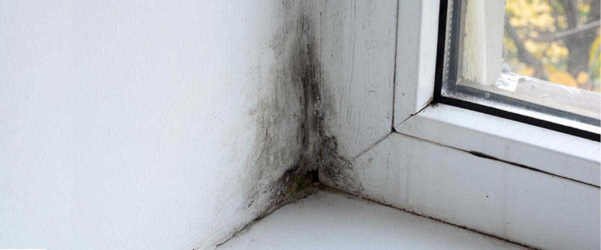 Moho en las paredes