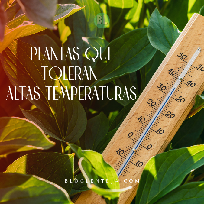 Plantas que Toleran Altas Temperaturas