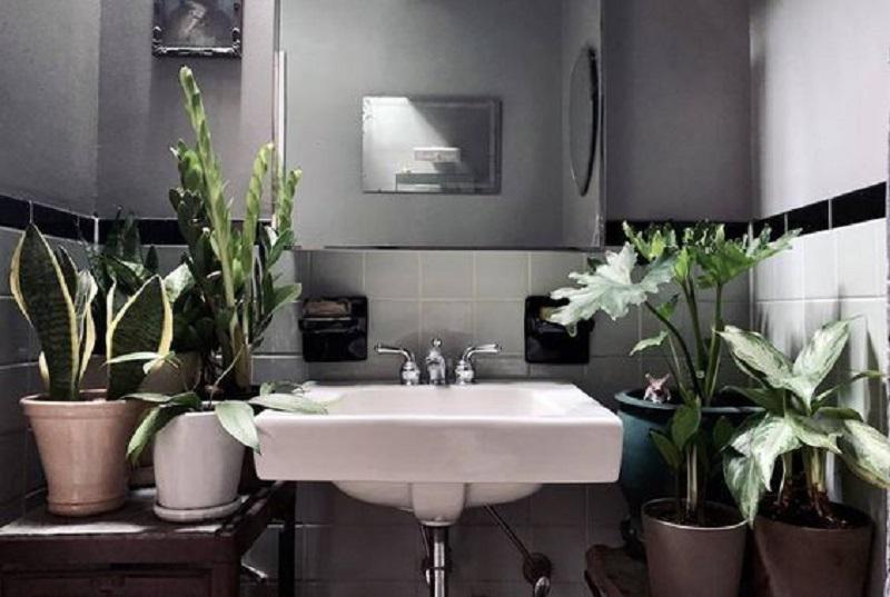 plantas-que-absorben-humedad