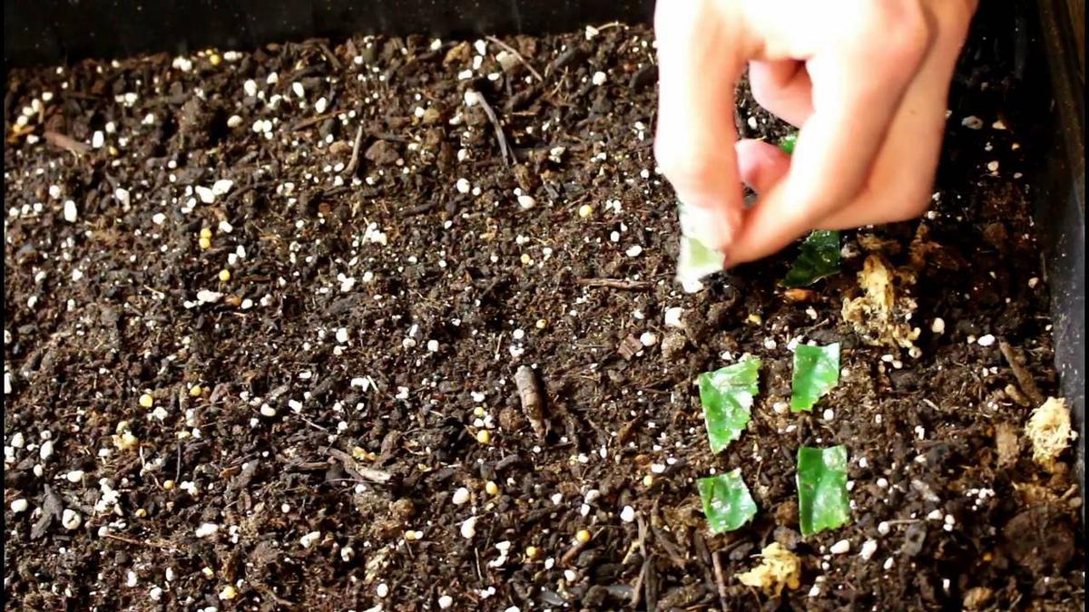 Propagacion Begonia elatior