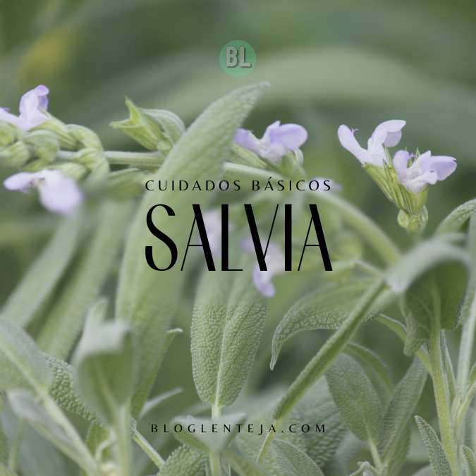 Cuidados Básicos: Salvia