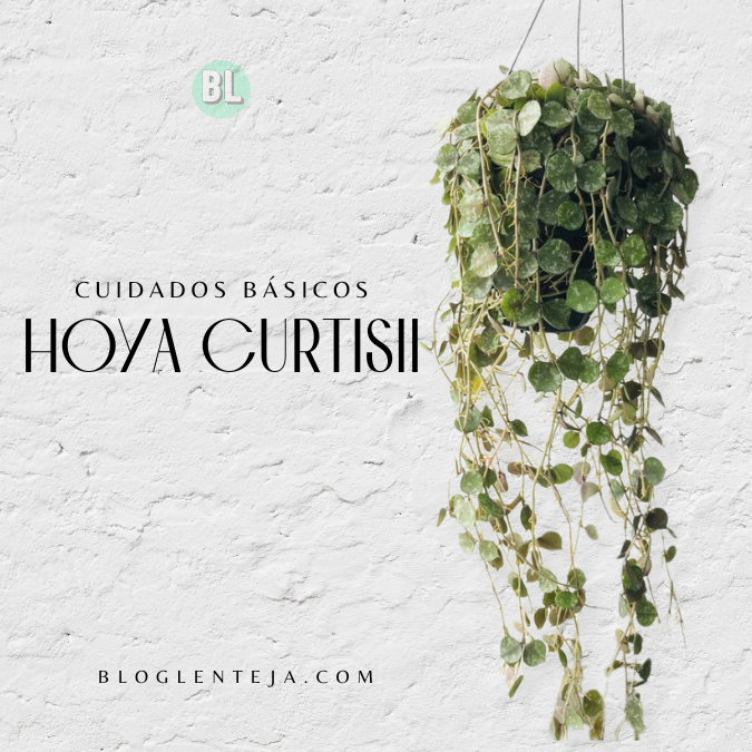 Cuidados Básicos: Hoya Curtisii