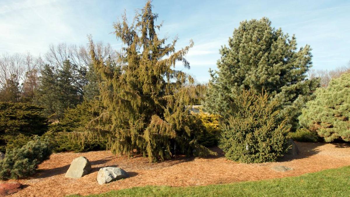 Juniperus rigida enebro rigido