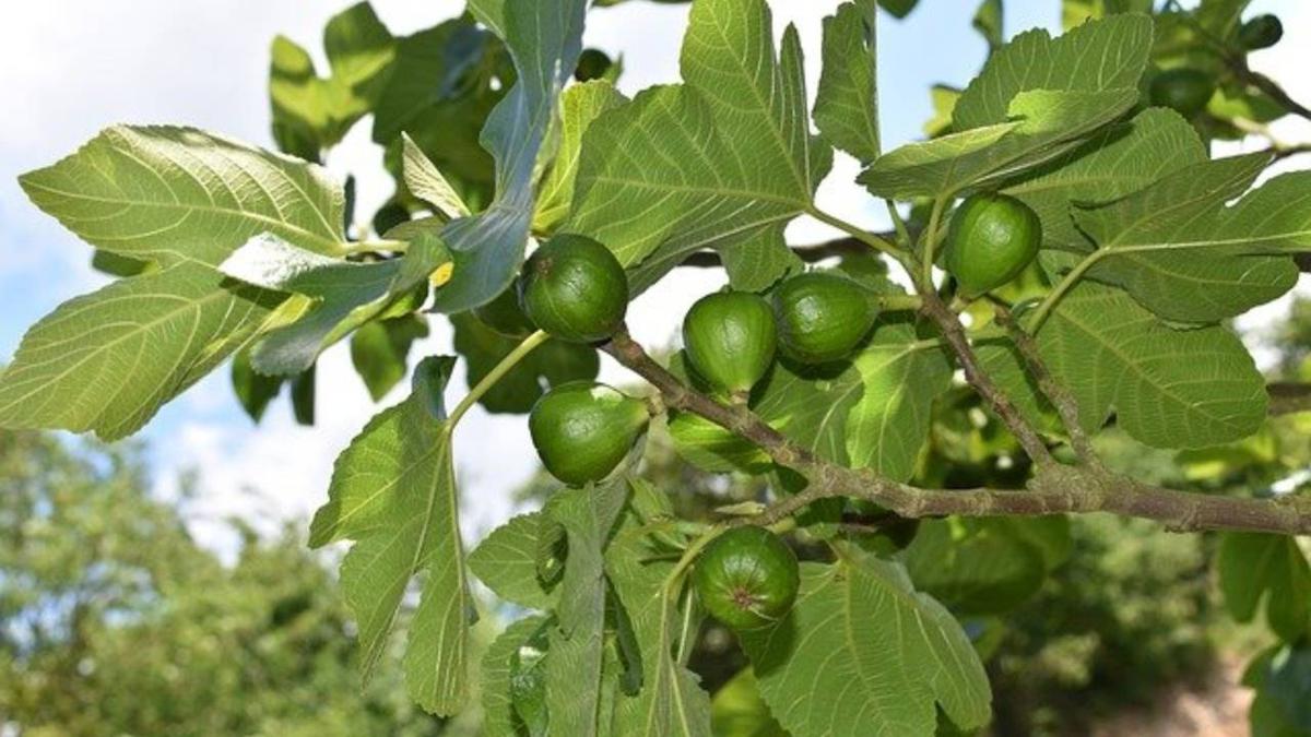 Frutos higuera gota de miel