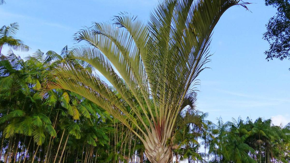 Neodypsis decaryi palmera triangular