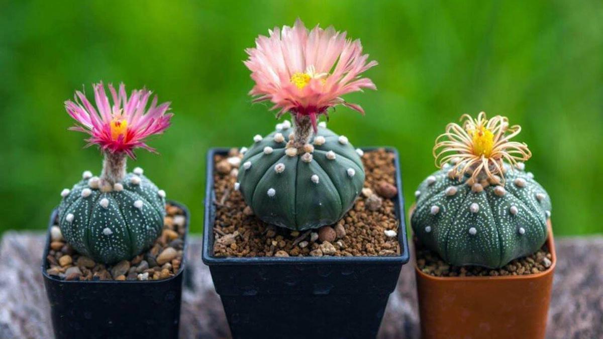 Astrophytum asterias