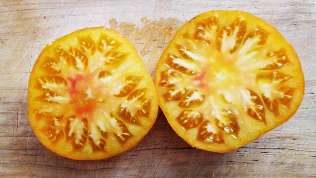 Fruto tomate amarillo de Rusia