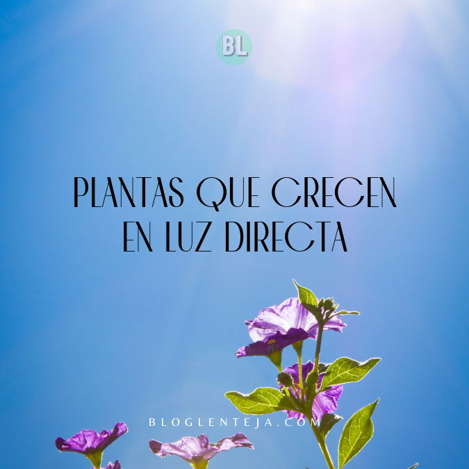 Plantas que crecen en Luz Directa