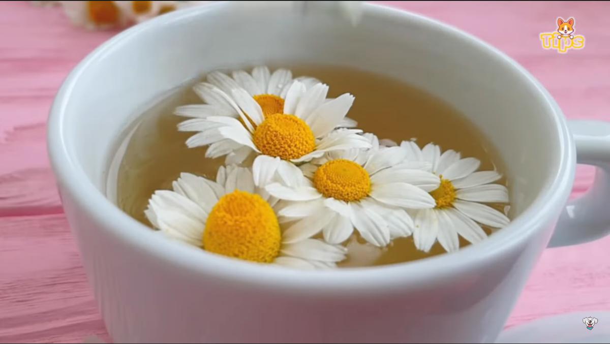 champú casero perros de manzanilla y aloe vera