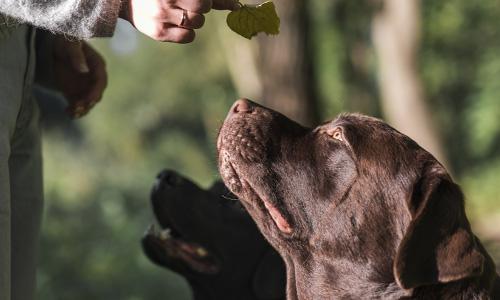 Las clases de adiestramiento canino en grupo están especialmente pensadas para ofrecer un nivel básico e intermedio
