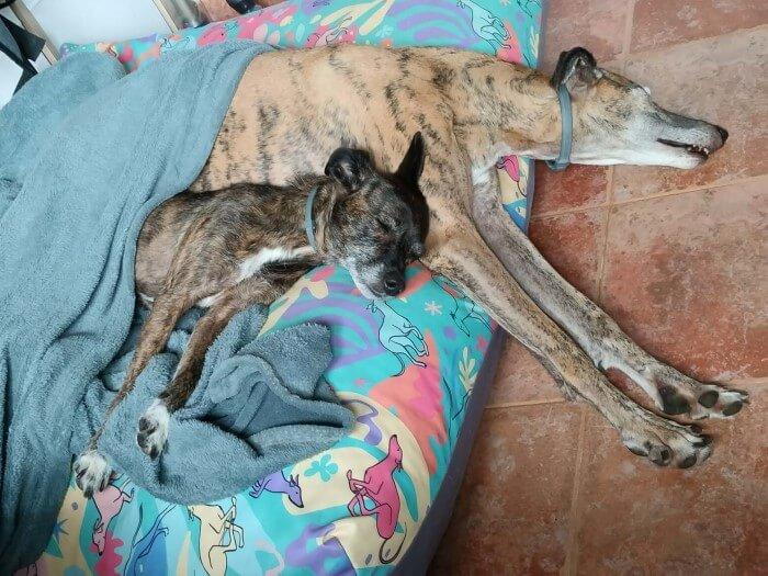 Ziva y Skadi hechando la siesta