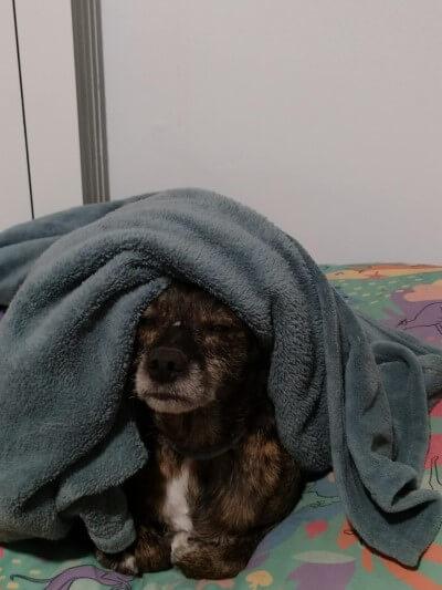 Ziva aguantando el tipo para no dormirse