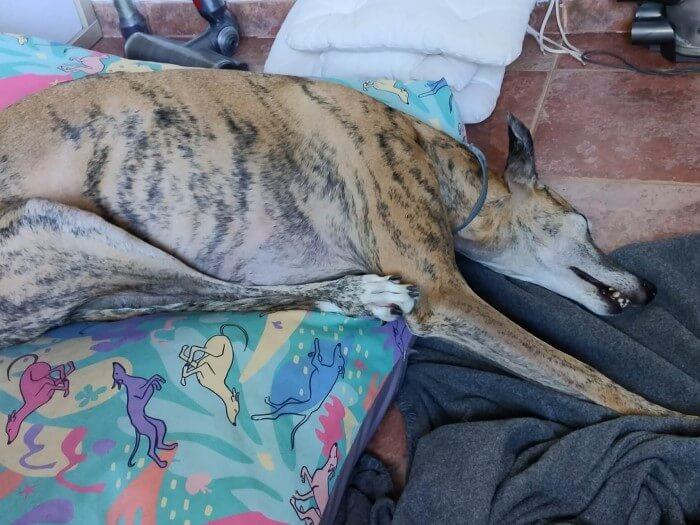 Nuestro galgo Skalibú durmiendo