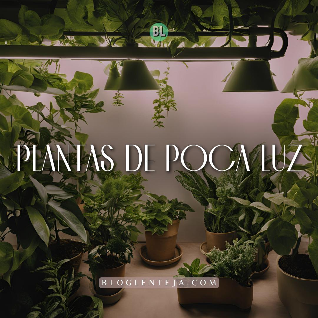 Plantas de poca Luz