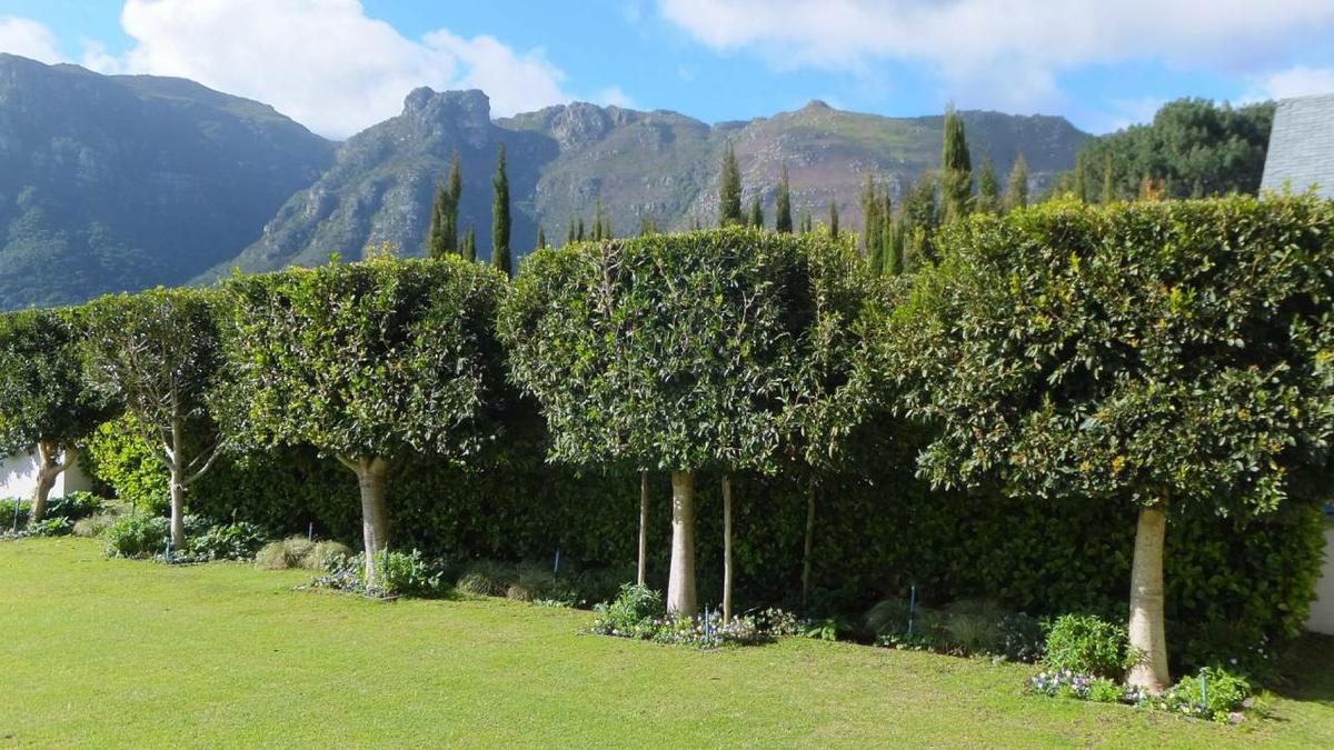 Setos altos que protegen del Sol, generan sombra y dan privacidad