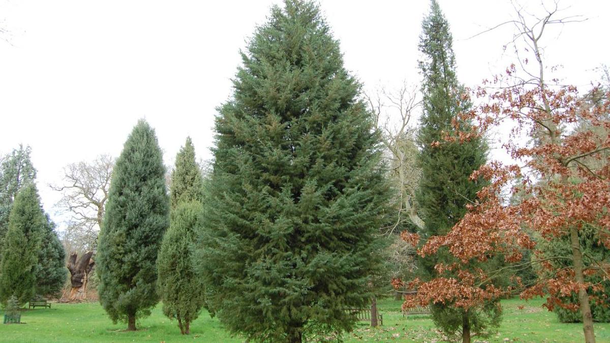 Cipres de Arizona Cupressus arizonica