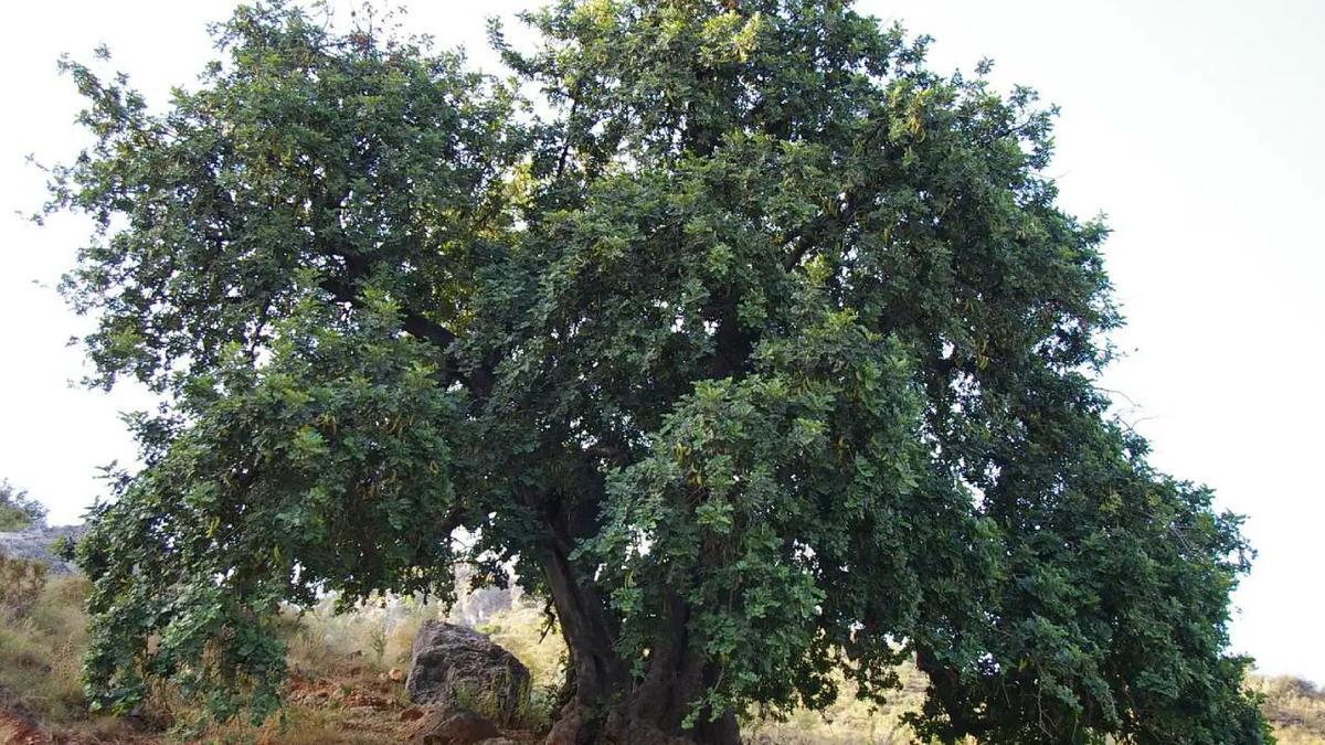 Ceratonia siliqua algarrobo