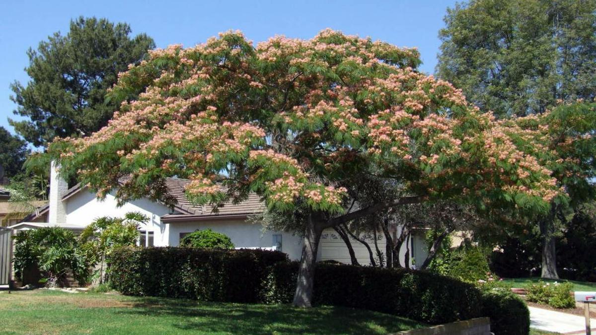 Albizia julibrissin Acacia de Constantinopla