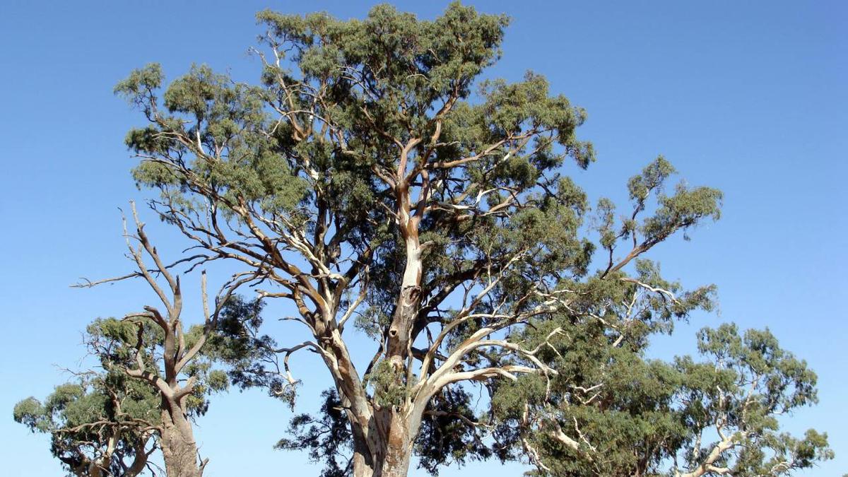 Eucalyptus camaldulensis Eucalipto rojo