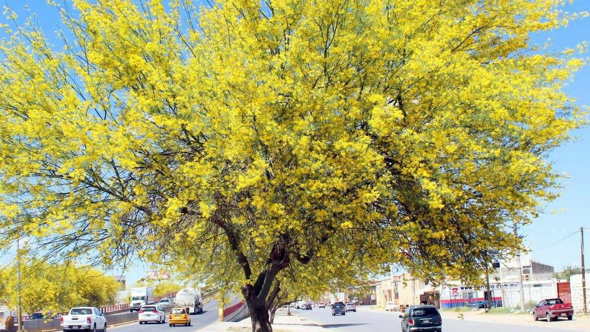 Parkinsonia aculeata palo verde