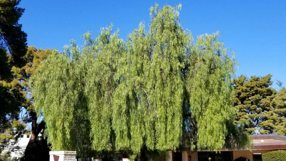 Schinus molle falso pimentero