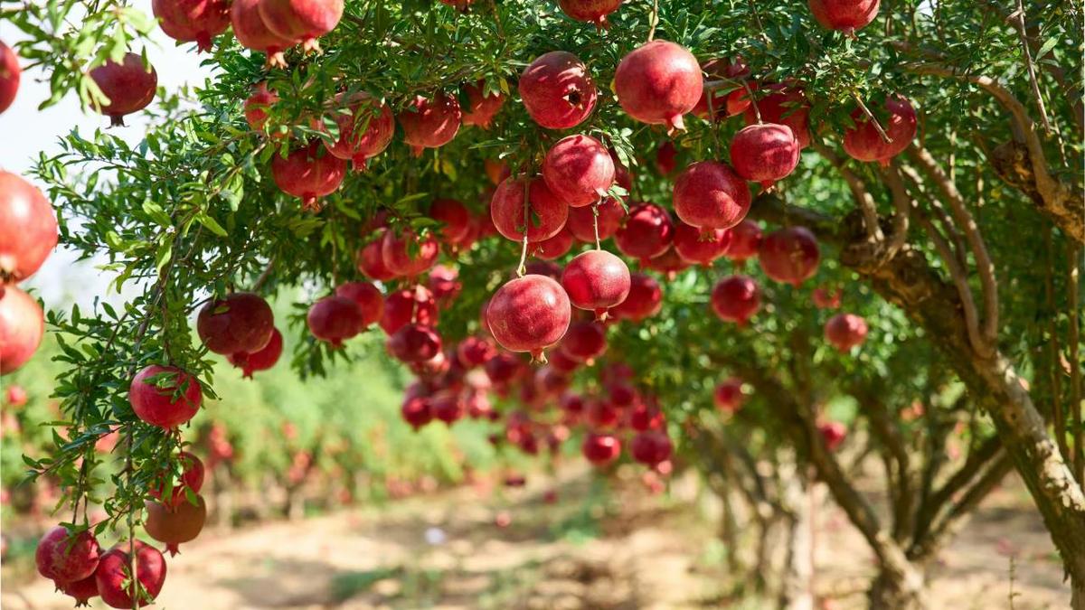 Granado Punica granatum