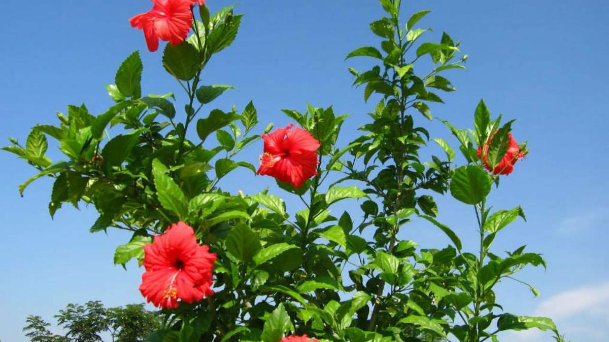 Hibisco Hibiscus rosa sinensis
