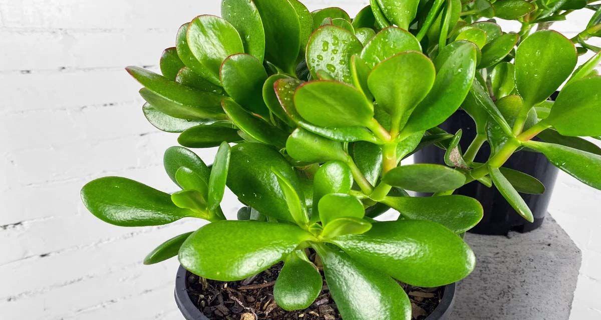 Crassula ovata arbol de Jade